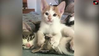 Talking Cats - Konuşan Kediler 22