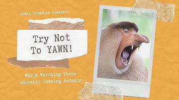 Try Not To Yawn While Watching These Adorable Yawning Animals