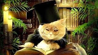 Котэ Саратовский. Симпатичные коты кошки котята Смех / Приколы Котэ Саратовский. Симпатичные коты кошки котята Смех / Приколы