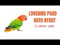 Lovebird PAUD Fighter Auto Nyaut Langsung Ngekek