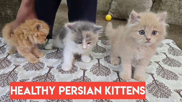 Watch the video about Healthy Persian kittens available in Hyderabad | calico Persian kittens & white cat's in Attapur Hyd