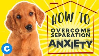 How to Help Your Puppy Overcome Separation Anxiety | Chewy