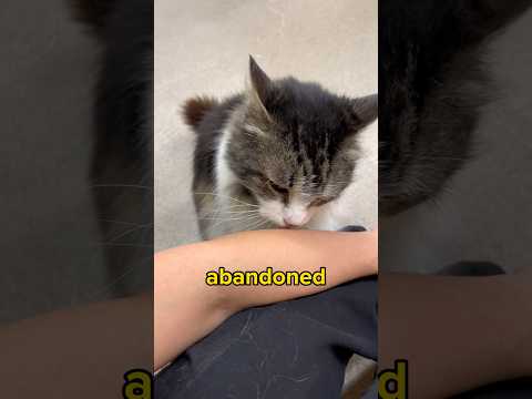 Video: Vad gör en katt oadopterbar?