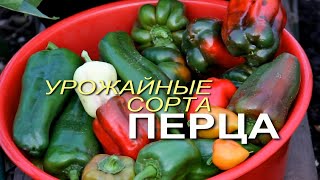 видео: Выбираем СЛАДКИЕ и УРОЖАЙНЫЕ сорта ПЕРЦА! Советы от ЗЕЛЕНОГО ОГОРОДА! картинка: Выбираем СЛАДКИЕ и УРОЖАЙНЫЕ сорта ПЕРЦА! Советы от ЗЕЛЕНОГО ОГОРОДА!