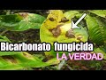 Fungicida casero para plantas con bicarbonato// fungicida de  Bicarbonato