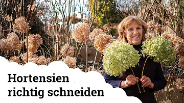 Wie schneidet man Hortensien zum Winter?