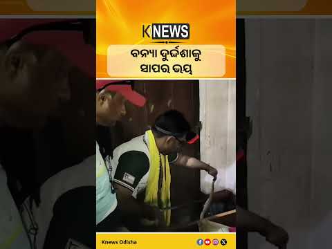 ଯାଜପୁର ଦଶରଥପୁରରେ ବନ୍ୟା ସାପ ଆତଙ୍କ #knewsodisha