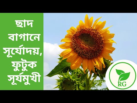 ভিডিও: কীভাবে সূর্যমুখী সালাদ তৈরি করবেন