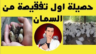 حصيلة اول تفقيصة لي من طائر السمان الجميل??