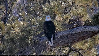 The host of the nest and the love of Jackie's life, Shadow FOBBV CAM Big Bear Bald Eagle Wide View