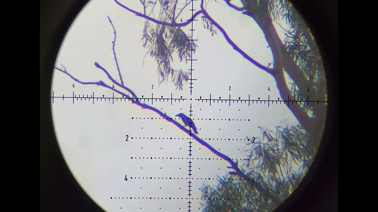 Crow Hunting in Pakistan 🇵🇰 | Pest Control, Crop Protection & Awareness Guide