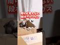【感動】家族になった「もみじ」だったが…苦労させてゴメンね#shorts #こてもみ日記