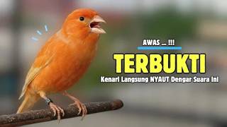 Terbukti !!! Suara PANCINGAN Kenari PAUD Belajar Bunyi Ngeriwik || Masteran Kenari Paud #666