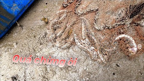 Một ngày rất thích hợp để bắt Cá Bống Sao | GĐCG #990