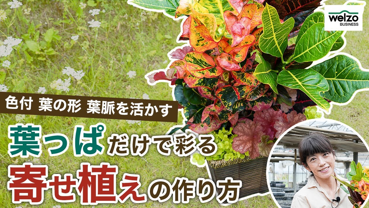 葉っぱ付きお花 Foliage Container Gardening] Enjoy Combining Leaf Features