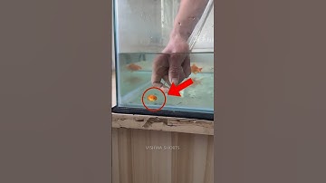Goldfish Got Stuck in the Pipe… Then THIS Happened..!