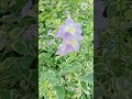 Varieties of Periwinkle // Full Sun Lover