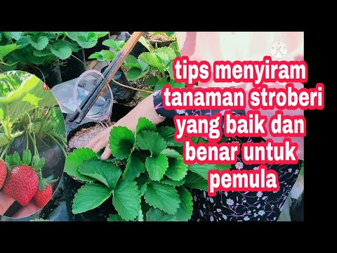 Video: Menyiram Strawberi Di Luar Rumah: Berapa Kerap Anda Mesti Menyiram Pada Musim Panas Dan Musim Bunga? Bagaimana Cara Menyiram Strawberi Dengan Betul? Cara-caranya