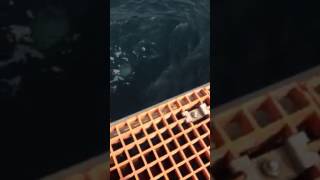 萩市大島 浮き桟橋でチヌ 坪内知佳 検索動画28 萩市大島 浮き桟橋でチヌ 坪内知佳 検索動画 28
