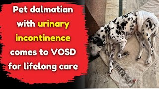 Pet dalmatian with urinary incontinence comes to VOSD for lifelong care