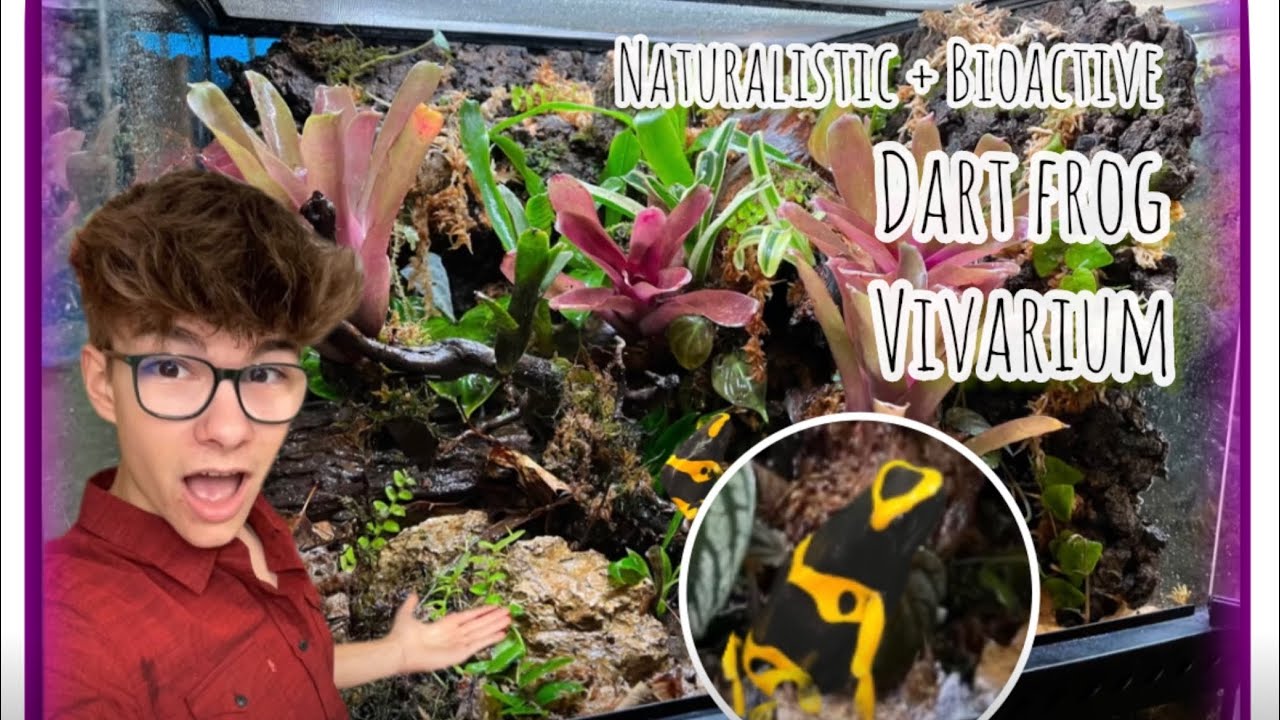Picture of Stunning *BIOACTIVE* vivarium for poison *DART FROGS* - YouTube