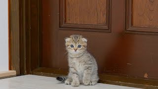 This cute kitten can't hide his surprise in the spacious room.