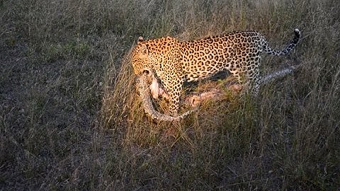 Leopards Huge Rock Python New Fight 2016 EXCLUSIVE