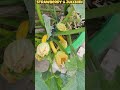 Strawberry Harvesting🫰 | zucchini Update l❤️ #terracegarden #gardening