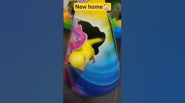 Budgie inspects new nest #shorts #budgies #trending