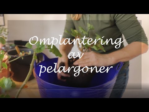Video: Vad är rotbladlöss – hur man blir av med rotbladlöss i trädgården