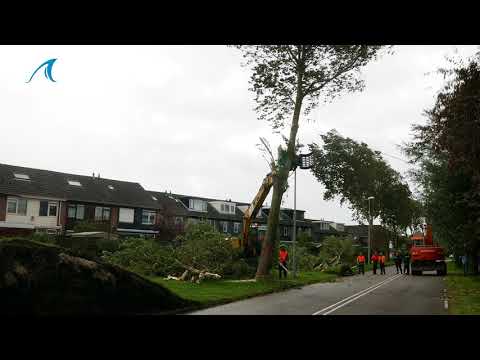 Zuidwal Julianadorp afgesloten, bomen worden preventief gekapt