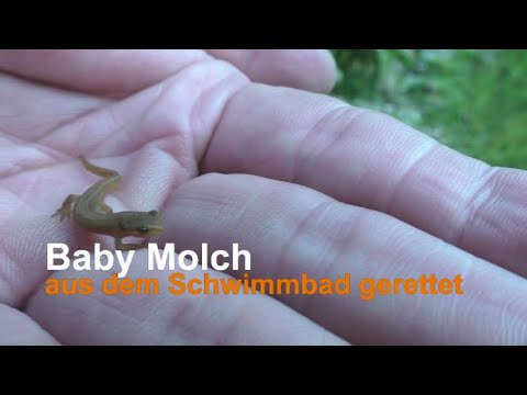 Baby Molch Aus Dem Schwimmbad Gerettet Youtube
