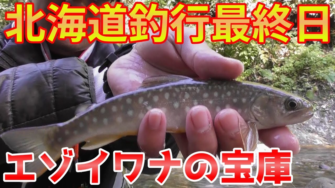 源流釣り 北海道渓流釣り最終日は源流でイワナ釣り 綺麗なエゾイワナが連発 Youtube 源流釣り 北海道渓流釣り最終日は源流でイワナ釣り 綺麗なエゾイワナが連発 Youtube