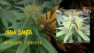 Video thumbnail of "Erva Santa - Semente Cristal"