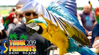 Think Parrots Show 2019 || Mikey The Macaw