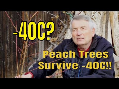 GROWING PEACHES OUTDOORS AT -40C!!!