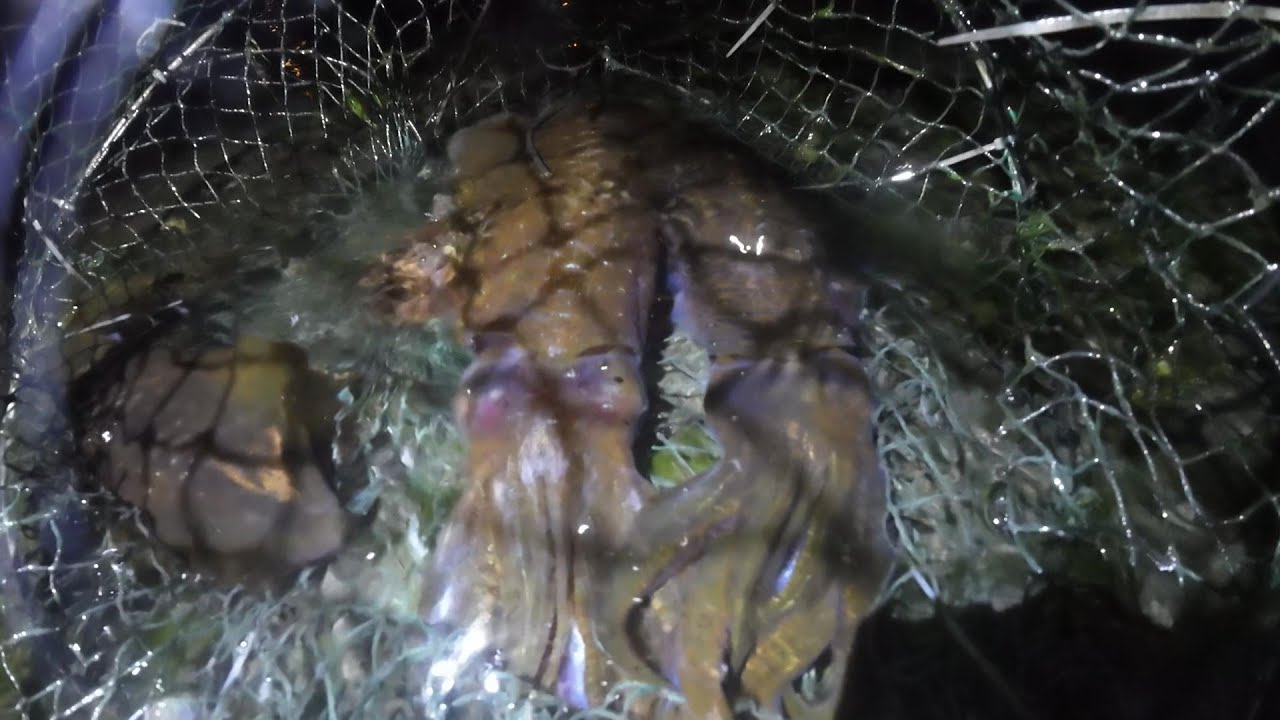 112.12.26軟絲活餌