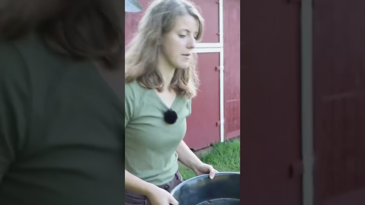 Совет №1 для лошадей породы Бадди Соур