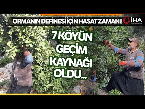 Orman Köylülerinin Geçim Kaynağı Defne Yaprağında Hasat Zamanı