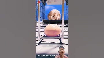 #How A Squirrel Trap Works#shortvideo #