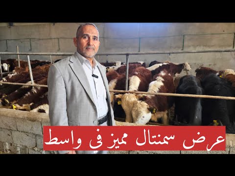 عرض أباجير حليب و عجول سمنتال درجة إولى بمحافظة واسط