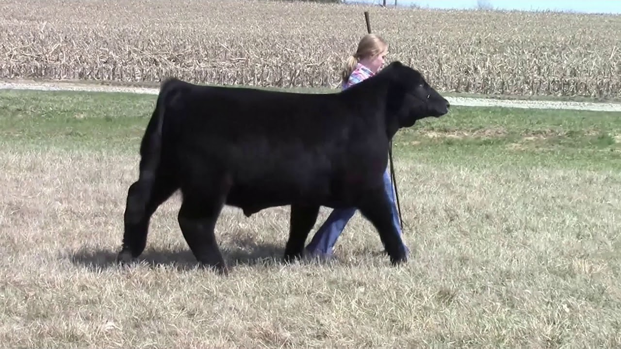 Virtual Cattle Battle - Online Livestock Services