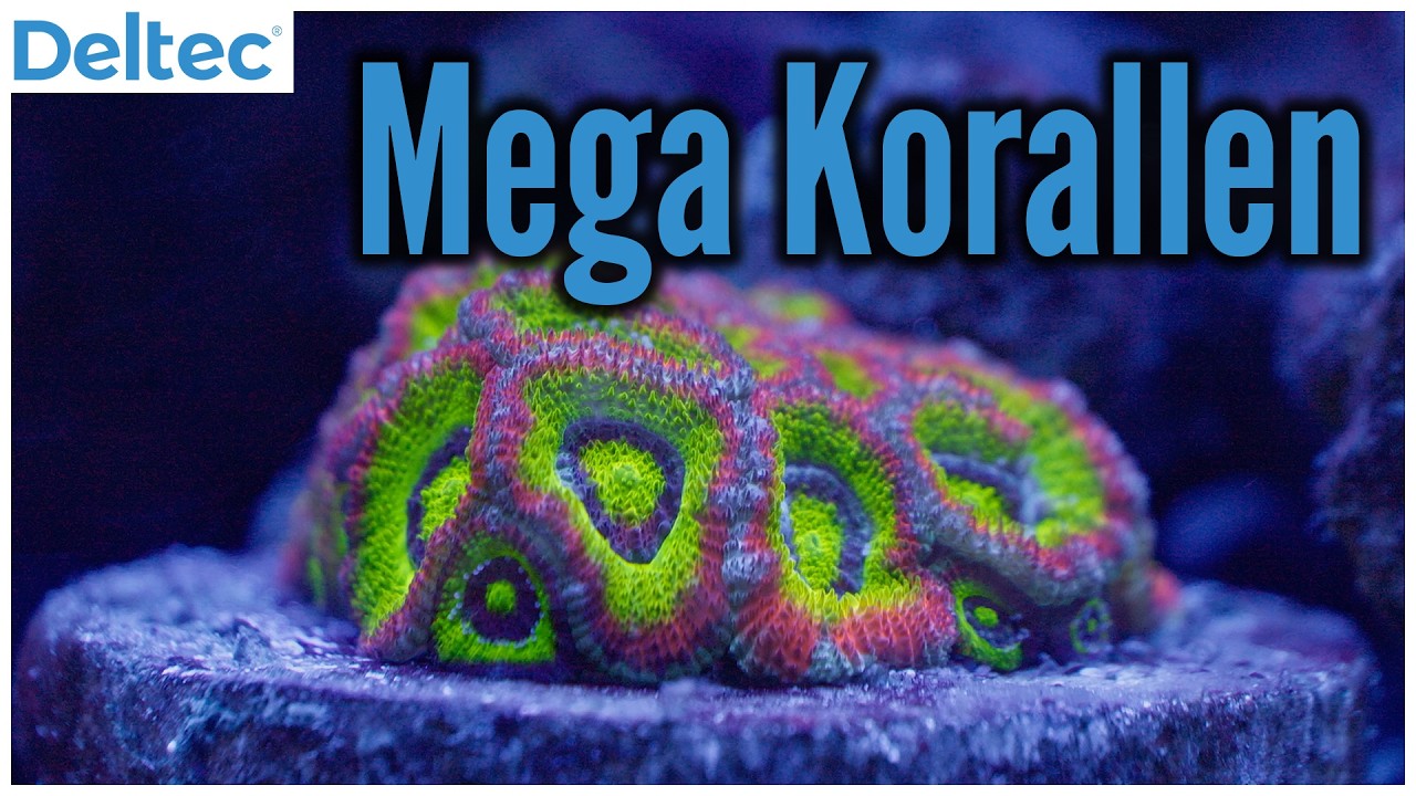 Anlagentour bei Meerwasser Boettcher | Deltec