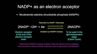 C1.3.13 Oxidation & Reduction in Photosynthesis