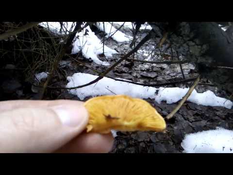 Вешенка оранжевая