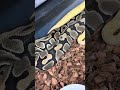 Just a spur of the moment short! Ball python breeding. #ballpython #reptiles #snake