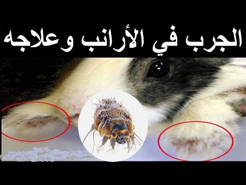 كيف تتخلص من الجرب في الأرانب نهائيا علاج الجرب في الأرانب والوقاية منه   