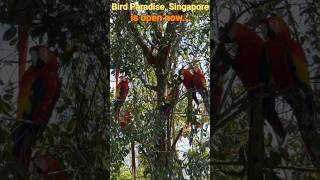 A peek into Singapore Bird Paradise | Soft Opening - May 8 to 26, 2023 screenshot 1