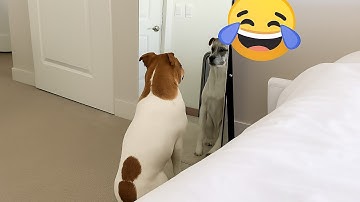 Funny Dogs vs Mirrors 😂 Best Compilation | Cute & Hilarious Reactions