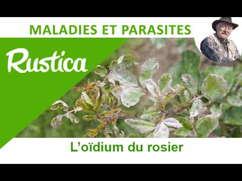 Vidéo: Symptômes de l'oïdium de la rose - Traitement de l'oïdium de la rose